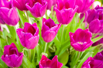 Fototapeta premium Tulip