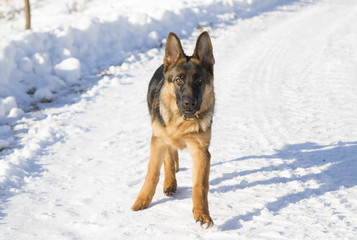 Dog runs in the winter park