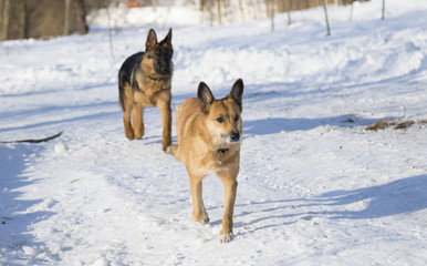 Two dogs in a winter park