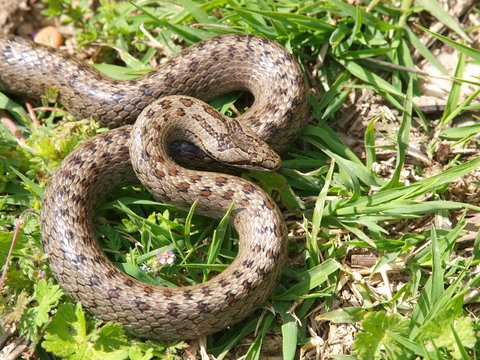 Glattnatter Bilder Durchsuchen 842 Archivfotos, und