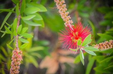 Mediterranean flowers