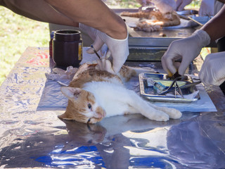 veterinarian sterilization operation on cat