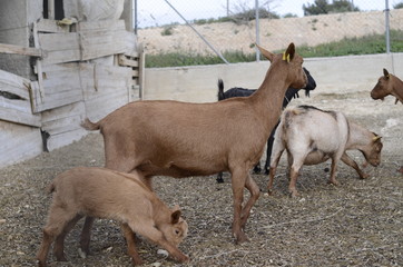 Fototapeta premium LA CABRA Y SU CRIA
