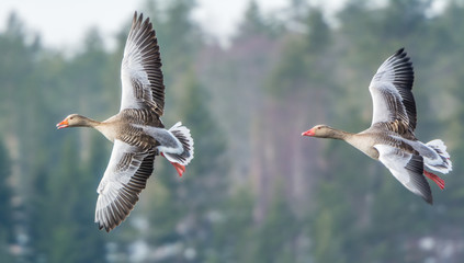 Greylag goose