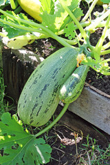 Obraz premium Fresh vegetable marrow growing in the garden