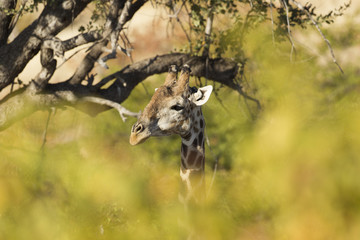 Giraffe (giraffa), Afrika, Botswana, Tuli Block © NFSR