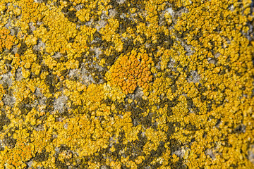 Close-up of stone covered by lichen