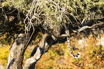 Leopard (Panthera pardus), Afrika, Botswana, Tuli Block