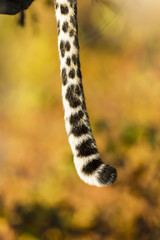 Leopardenschwanz (Panthera pardus), Afrika, Botswana, Tuli Block