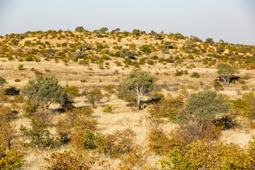 Savannenlandschaft, Afrika, Botswana, Tuli Block