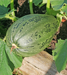 Fresh vegetable marrow growing in the garden