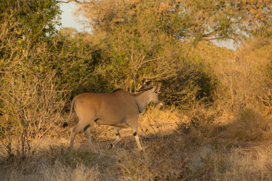 Elandantilope (Taurotragus oryx), Afrika, Botswana, Tuli Block