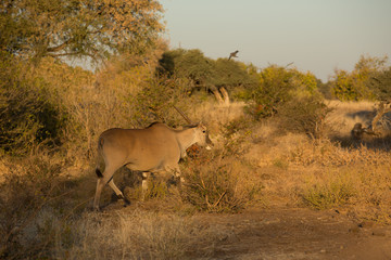 Naklejka premium Elandantilope (Taurotragus oryx), Afrika, Botswana, Tuli Block