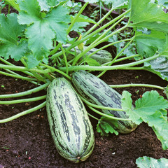 Ripe fruits of zucchini in vegetable garden
