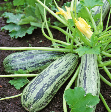 Flowering and ripe fruits of zucchini in vegetable garden