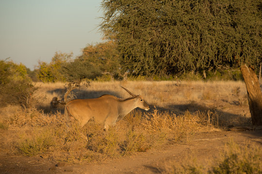 Elandantilope (Taurotragus oryx), Afrika, Botswana, Tuli Block