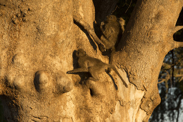 Steppenpavian (Papio cynocephalus) auf einem Baum, Afrika, Botswana, Tuli Block