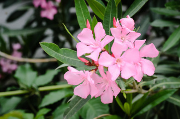 pink oleander flowers natural bouquet