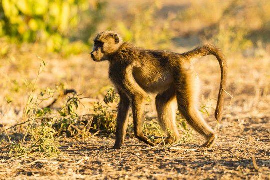 Steppenpavian (Papio cynocephalus) auf einem Baum, Afrika, Botswana, Tuli Block