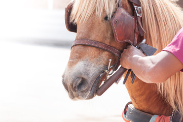 Beautiful brown horse,domesticated animal used by humans as transportation. Summer day