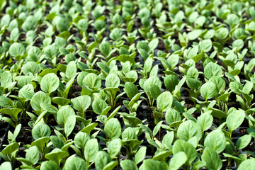Organic farming, seedlings growing in greenhouse.