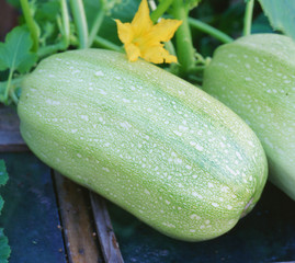 Flowering and ripe fruits of zucchini in vegetable garden