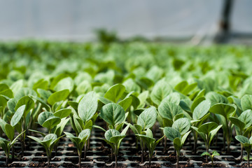 Organic farming, seedlings growing in greenhouse.