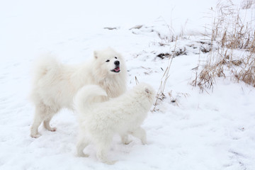 Obraz na płótnie Canvas two samoyed son and father play in winter park