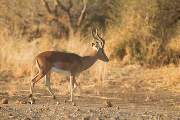 Impala (Aepyceros melampus) , Afrika, Botswana, Tuli Block
