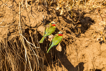 Bienenfresser, Weißstirnspint (Merops bullockoides), Afrika, Botswana, Tuli Block