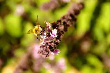 Bee