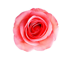 pink rose flower isolated on white background