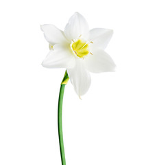 Fototapeta na wymiar White and yellow color daffodil isolated on white background