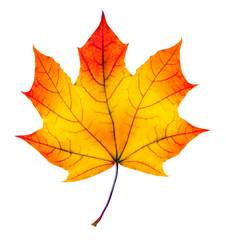 colorful autumn maple leaf isolated on white