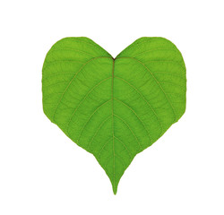 Beautiful green leaf in shape of heart on white background