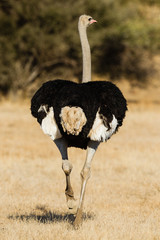 Afrikanischer Strauß (Struthio camelus), Afrika, Botswana, Tuli Block