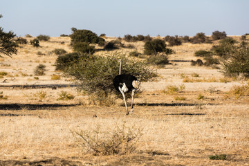 Afrikanischer Strauß (Struthio camelus), Afrika, Botswana, Tuli Block