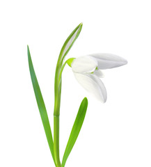 beautiful snowdrop flower white isolated on white background