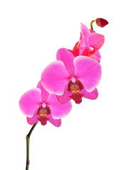 Beautiful flower Orchid, pink phalaenopsis close-up isolated on white background