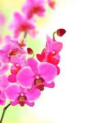 Beautiful flower Orchid pink phalaenopsis close-up