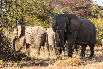 Afrikanische Elefant (Loxodonta africana), Afrika, Botswana, Tuli Block