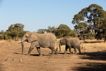 Fototapeta premium Afrikanische Elefant (Loxodonta africana), Afrika, Botswana, Tuli Block