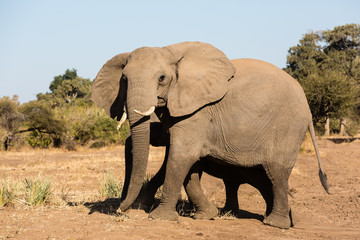 Fototapeta na wymiar Afrikanische Elefant (Loxodonta africana), Afrika, Botswana, Tuli Block