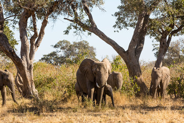 Fototapeta premium Afrikanische Elefant (Loxodonta africana), Afrika, Botswana, Tuli Block