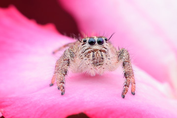 Super macro female Hyllus diardi or Jumping spider on Desert Rose