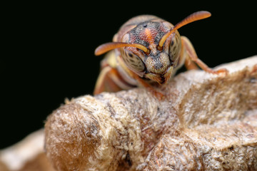Super macro wasp on nest