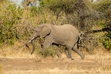 Afrikanische Elefant (Loxodonta africana), Afrika, Botswana, Tuli Block
