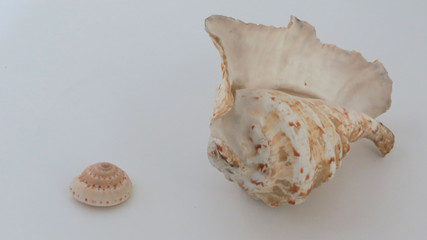 Sea Shell