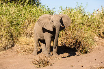 Obraz premium Afrikanische Elefant (Loxodonta africana), Afrika, Botswana, Tuli Block