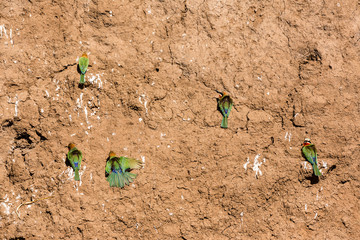 Bienenfresser, Weißstirnspint (Merops bullockoides), Afrika, Botswana, Tuli Block